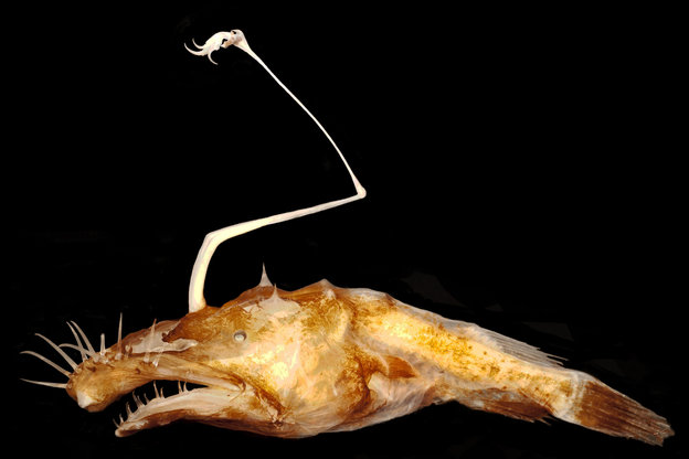 Durchsichtig-brauner Fisch mit abstehenden Barthaaren und antennenartiger Rückenflosse