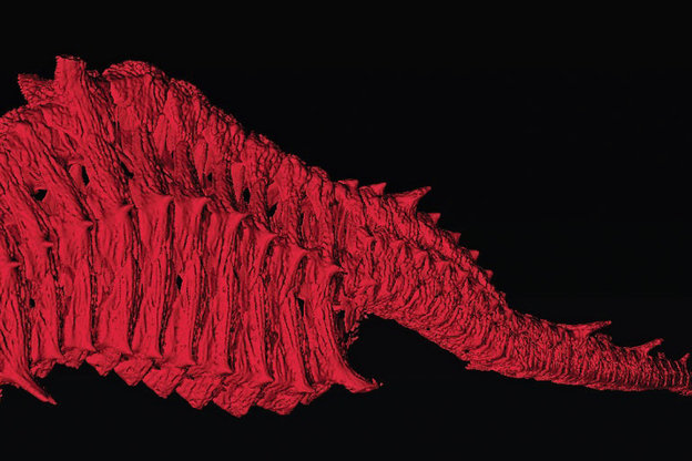 Ein Teil des Skeletts eines Fisches als rote Computersimulation