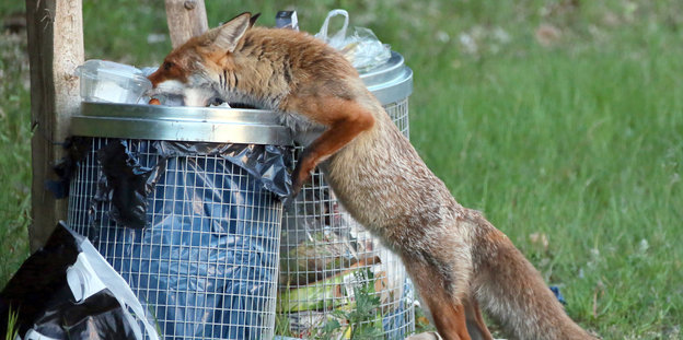 Ein Fuchs frisst aus einem Mülleimer