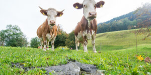 Zwei Kühe stehen auf der Weide vor einem Kuhfladen