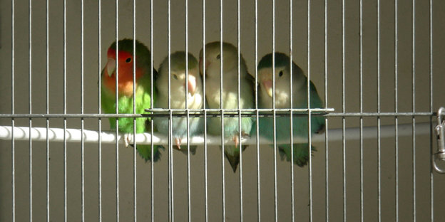 Vier eng gedrängte Vögel in einem Käfig