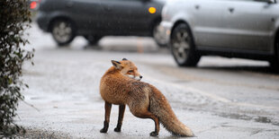 Mitten in Berlin, ein Fuchs auf der Straße