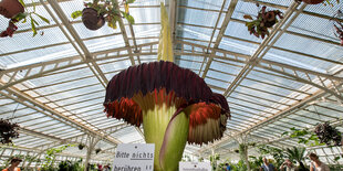 Geöffnete Blüte der großen Titanwurz im Botanischen Garten München am 26. Mai 2016