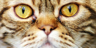 Großaufnahme eines Katzengesichts mit bernsteinfatbenen Augen