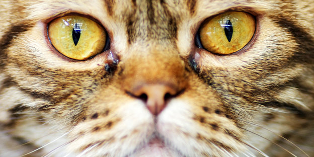 Großaufnahme eines Katzengesichts mit bernsteinfatbenen Augen