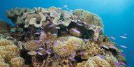 Korallen und viele kleine lilafarbene Fische