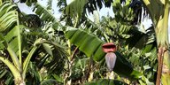 Eine blühende Bananenstaude auf einer Plantage