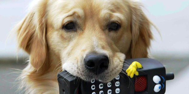 Golden Retriever-Hund mit Spielzeughandy im Maul