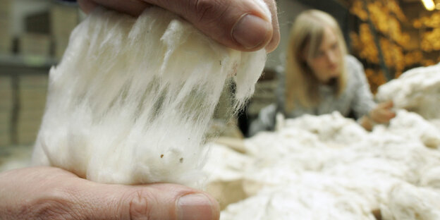 Auf der Baumwollbörse Bremen wird die Qualität von Baumwolle untersucht, indem die Fasern auseinander gezogen werden.