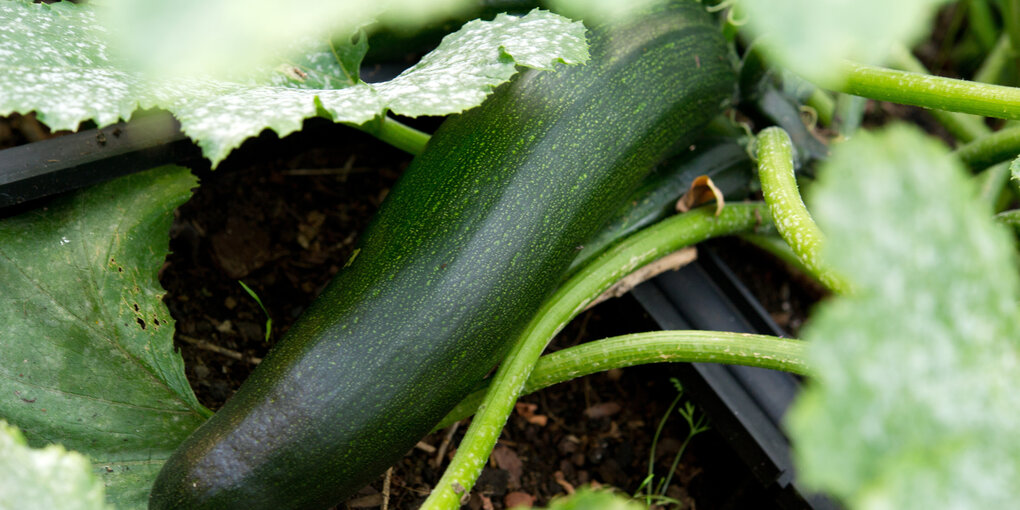 Eine Zucchini zwischen grünen Blättern