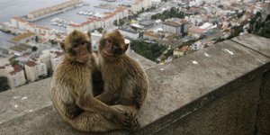 Zwei Affen auf dem Felsen von Gibraltar stzen auf einer Mauer