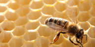 Eine Honigbiene sitzt auf einer Wabe.