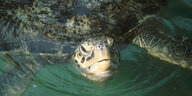 Eine Meeresschildkröte schaut grimmig in die Kamera.