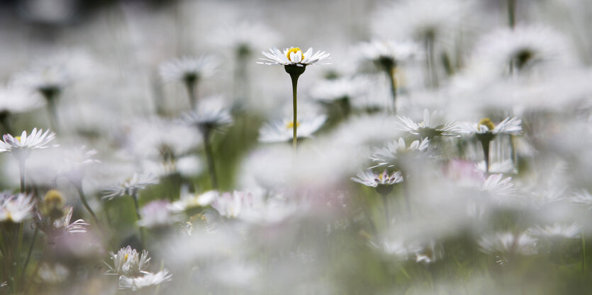 Gänseblümchen auf der Wiese