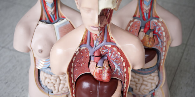 Drei Plastikmodelle menschlicher Körper stehen schräg hintereinander, im vorderen sind Herz, Leber und Adern zu sehen