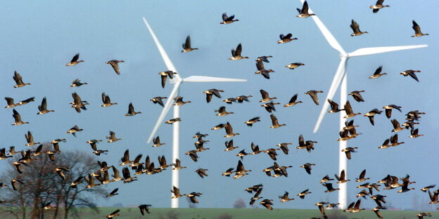Ein Vogelschwarm fliegt an einem Windrad vorbei