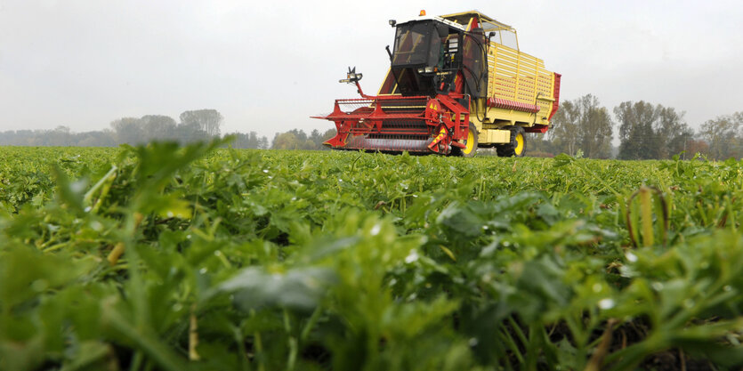 Ein landwirtschaftliches Nutzfahrzeug auf einem Petersilienfeld