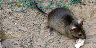 Ratte läuft über den Boden