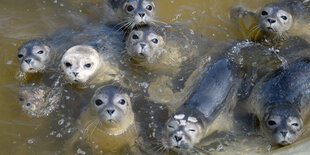 Junge Seehunde in einer Seehundstation