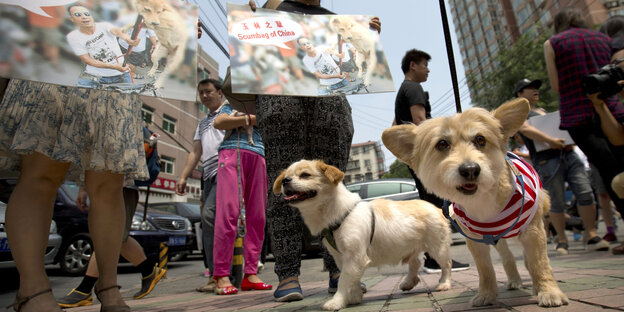 Tierrechtler protestieren das Hundefleischfest