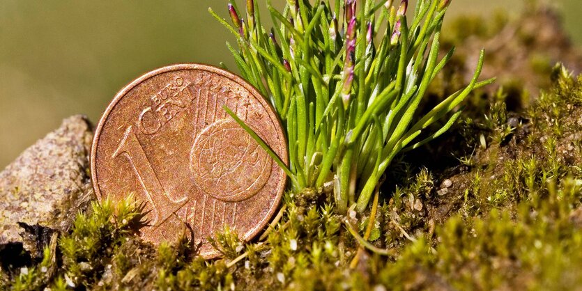 Nahaufnahme eines Ein-Cent-Stücks im Gras