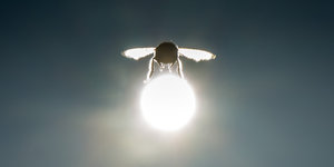 Eine Hummel fliegt vor der Sonne