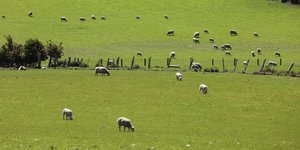 Weidende Schafe in der County Down, Irland