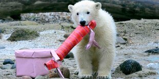 Ein Eisbär spielt im Wasser mit einem nicht identifizierbaren Plastikgegenstand. Mag es ein Reifen sein?