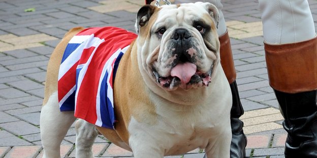 Bulldogge mit Union Jack als Leibchen