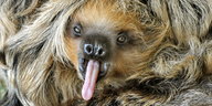 Ein Faultierbaby liegt gähnende mit herausgestreckter Zunge auf dem Bauch seiner Mutter