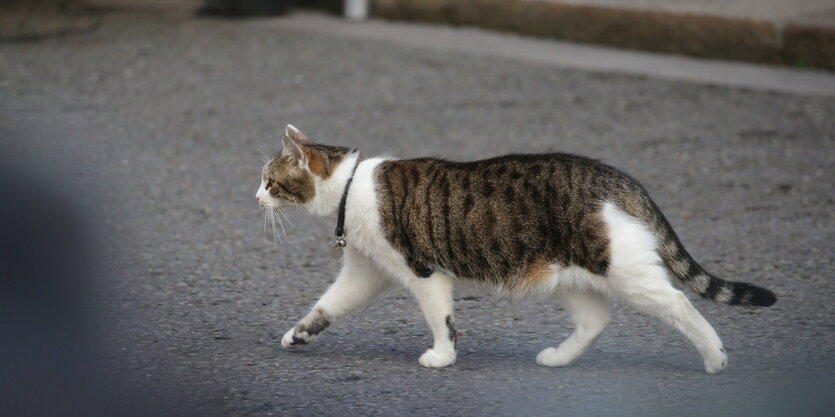 Eine Katze