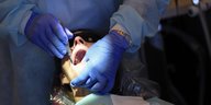 Zahnarzt werkelt in offenem Mund