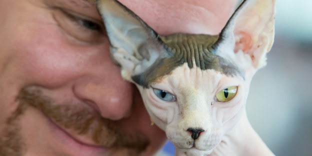 Ein Mann lehnt seinen Kopf an eine Sphinx-Katze