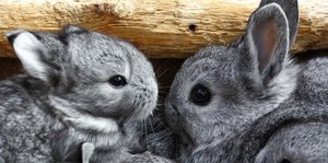 zwei Kaninchen mit grauem Fell