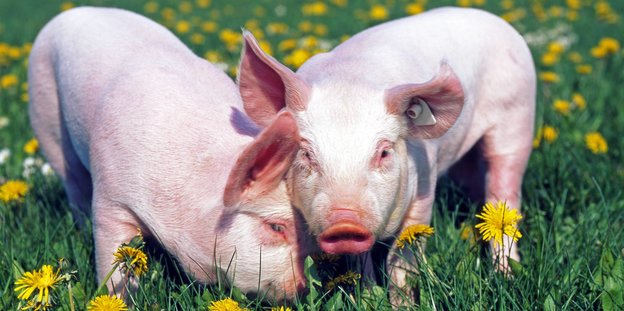 zwei Schweine auf der Wiese