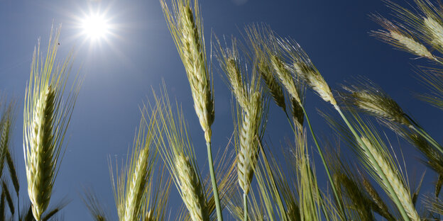 Getreideähren im Sonnenschein vor blauem Himmel.
