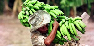 Ein Mann mit Hut trägt eine Staude grüner Bananen auf der Schulter