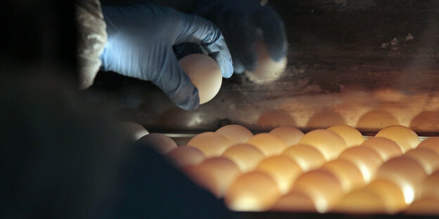 Eine Hand im blauen Gummihandschuh hält ein Ei über einer Menge weiterer Eier