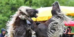 Zwei schwarze Pferde mit blonden Mähnen - die sich aufbäumen