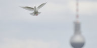 Eine weiße Taube fliegt. Im Hintergrund sieht man den Berliner Fernsehturm