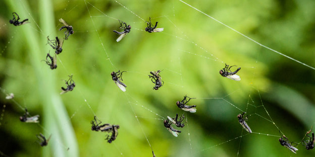 Fliegen kleben an einem Spinnennetz