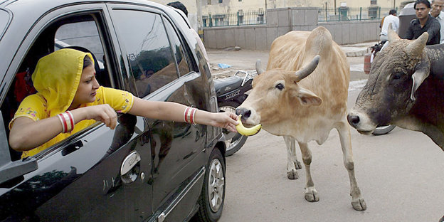 Eine Frau im gelben Sari lehnt sich aus ihrem Auto und füttert eine auf der Straße umherlaufende Kuh mit einer Banane
