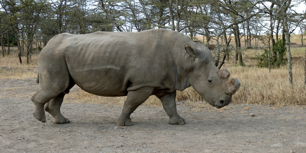 Breitmaulnashornbulle in Zentralkenia