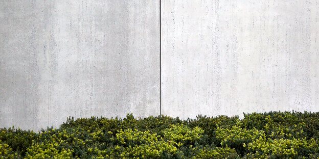 Eine grüne Hecke ist vor einer grauen Betonmauer