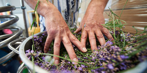 Zwei Hände fassen frisch geernteten Lavendel an