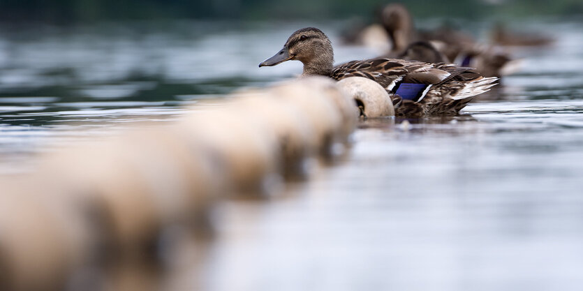 Enten im See