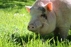 Ein Hausschwein steht im Gras