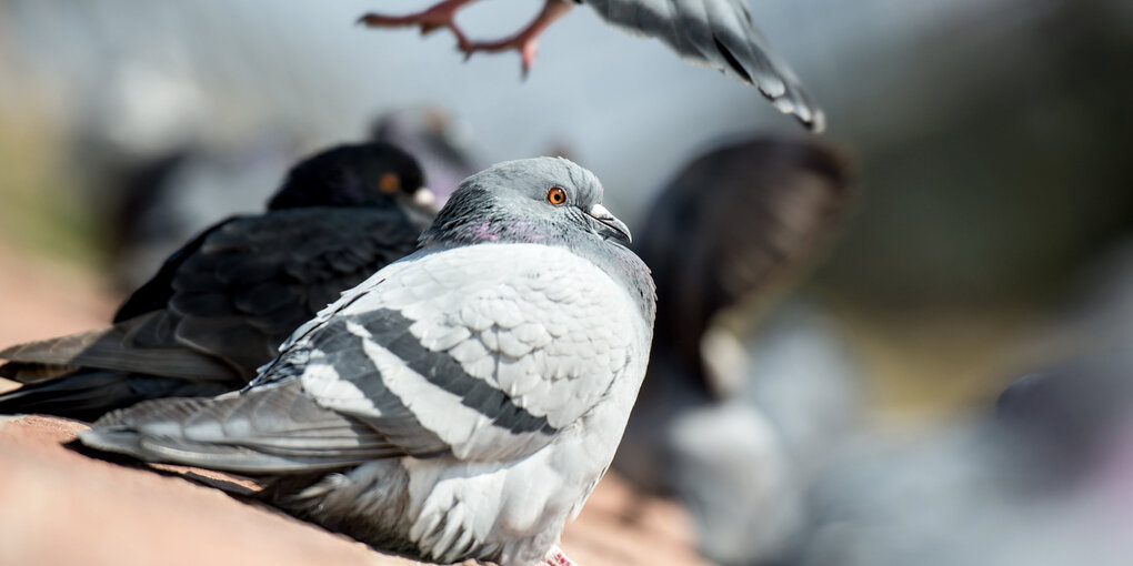 Mehrere Stadttauben sitzen herum, eine fliegt, man sieht nur ihjre Füße