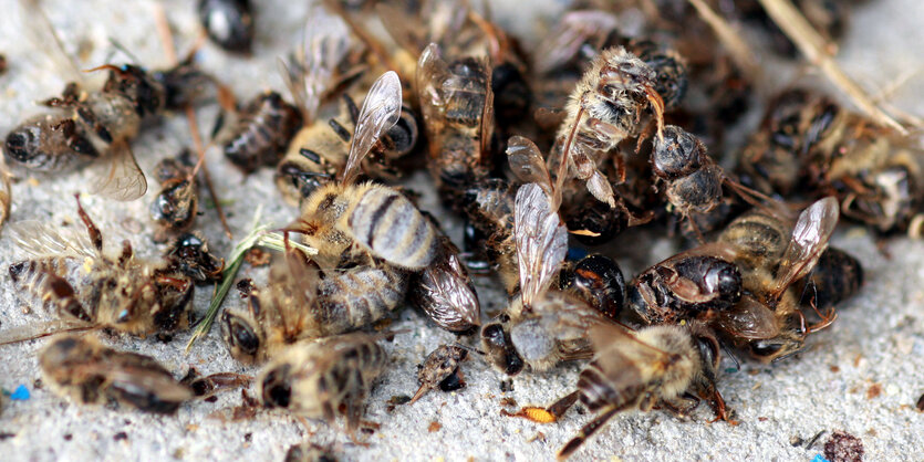 Tote Bienen