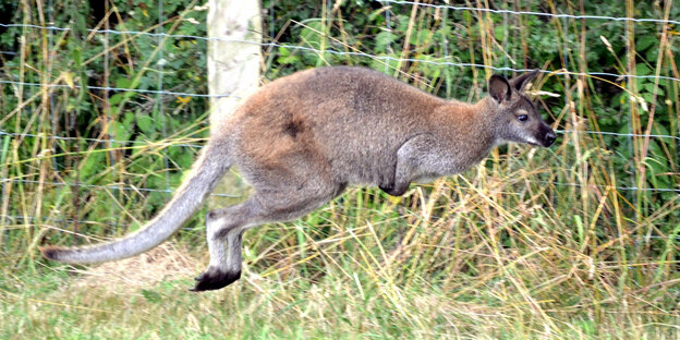 Ein Känguru springt über eine grüne Wiese